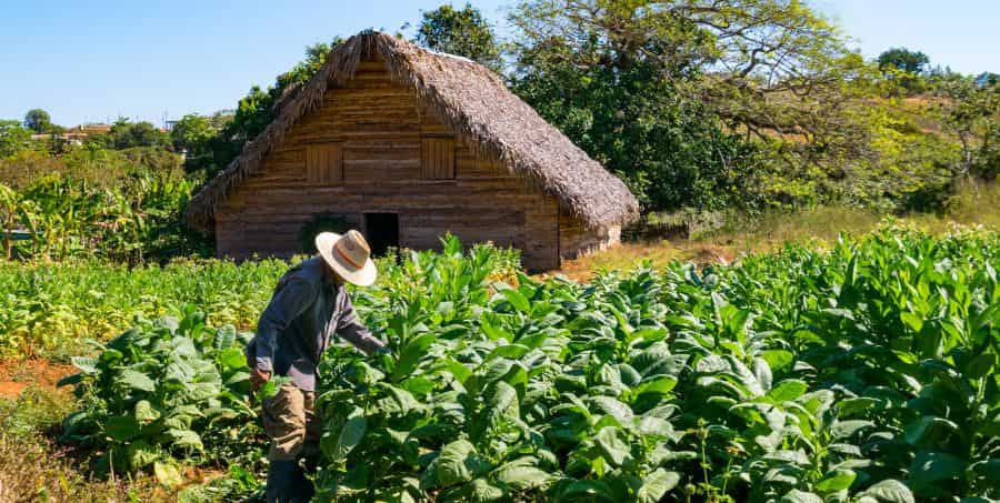 Visit tobacco farm in Viñales Valley
